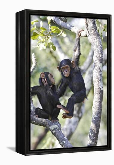 Chimpanzee-null-Framed Premier Image Canvas