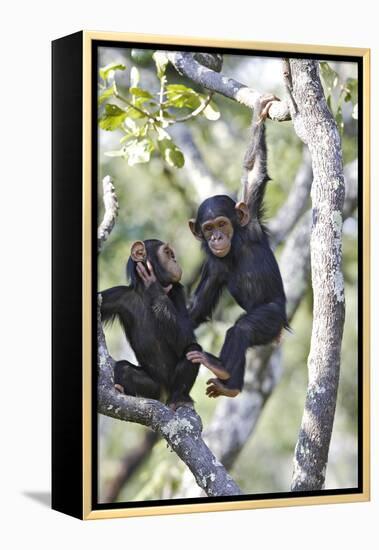 Chimpanzee-null-Framed Premier Image Canvas