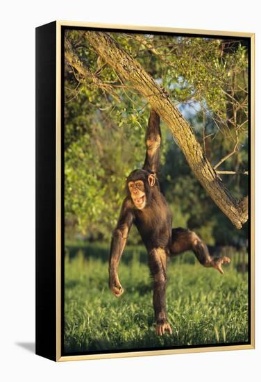 Chimpanzee-DLILLC-Framed Premier Image Canvas