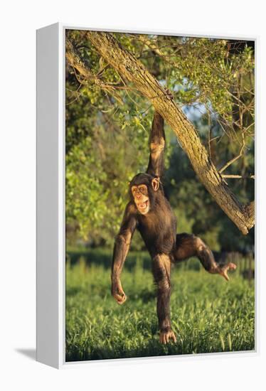 Chimpanzee-DLILLC-Framed Premier Image Canvas