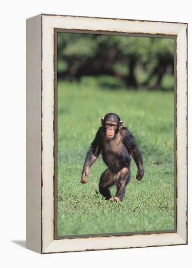 Chimpanzee-DLILLC-Framed Premier Image Canvas