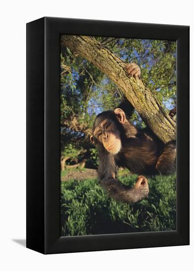 Chimpanzee-DLILLC-Framed Premier Image Canvas