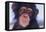 Chimpanzee-DLILLC-Framed Premier Image Canvas