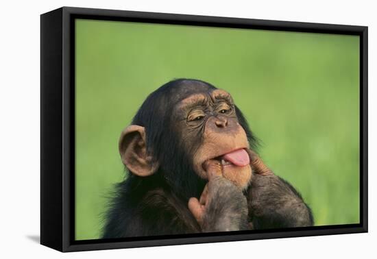 Chimpanzee-DLILLC-Framed Premier Image Canvas