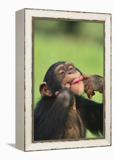 Chimpanzee-DLILLC-Framed Premier Image Canvas