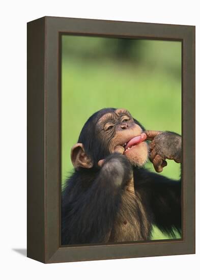 Chimpanzee-DLILLC-Framed Premier Image Canvas