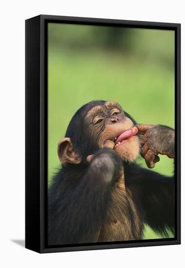 Chimpanzee-DLILLC-Framed Premier Image Canvas