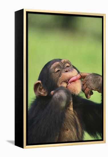 Chimpanzee-DLILLC-Framed Premier Image Canvas