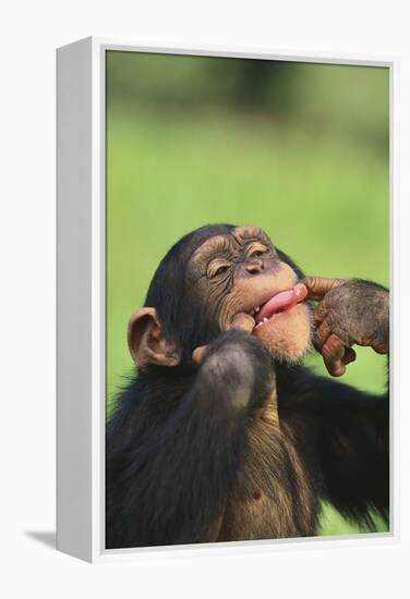 Chimpanzee-DLILLC-Framed Premier Image Canvas