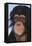 Chimpanzee-DLILLC-Framed Premier Image Canvas