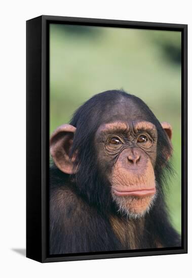 Chimpanzee-DLILLC-Framed Premier Image Canvas