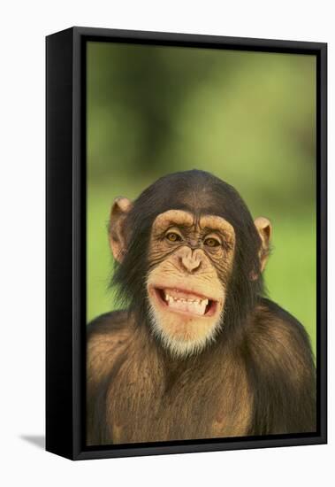 Chimpanzee-DLILLC-Framed Premier Image Canvas