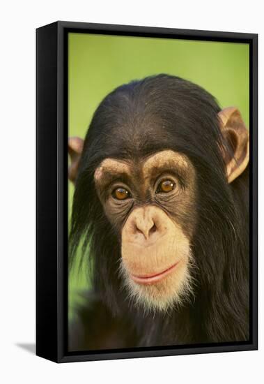 Chimpanzee-DLILLC-Framed Premier Image Canvas