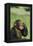 Chimpanzee-DLILLC-Framed Premier Image Canvas