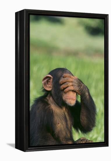 Chimpanzee-DLILLC-Framed Premier Image Canvas