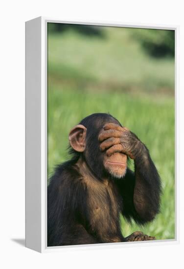 Chimpanzee-DLILLC-Framed Premier Image Canvas