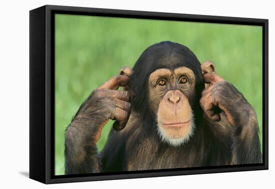 Chimpanzee-DLILLC-Framed Premier Image Canvas