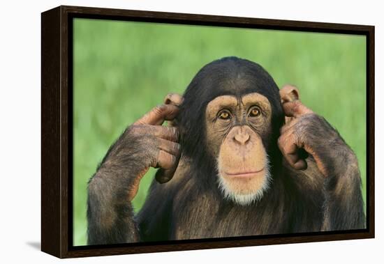 Chimpanzee-DLILLC-Framed Premier Image Canvas