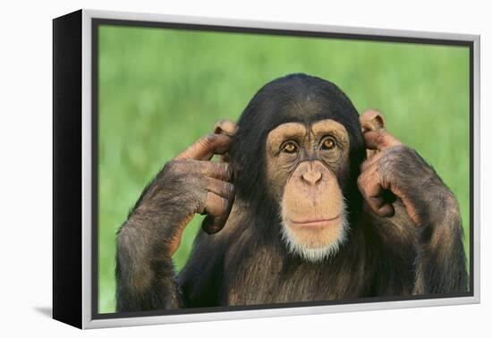 Chimpanzee-DLILLC-Framed Premier Image Canvas