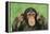 Chimpanzee-DLILLC-Framed Premier Image Canvas