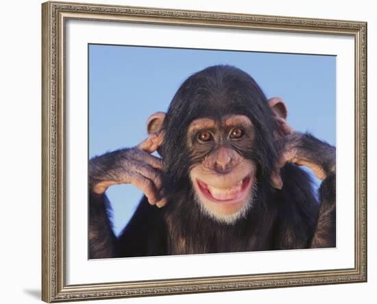 Chimpanzee-null-Framed Photographic Print