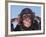 Chimpanzee-null-Framed Photographic Print