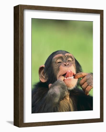 Chimpanzee-null-Framed Photographic Print