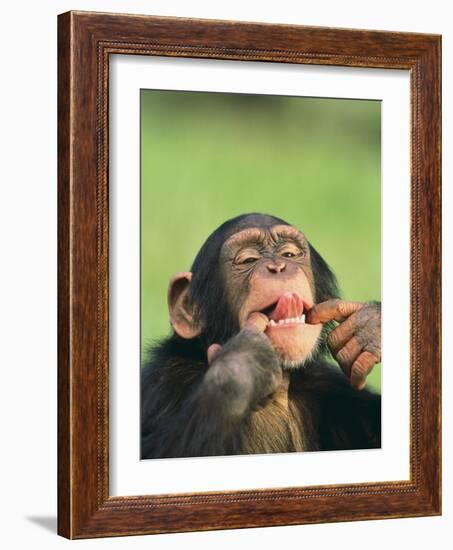 Chimpanzee-null-Framed Photographic Print