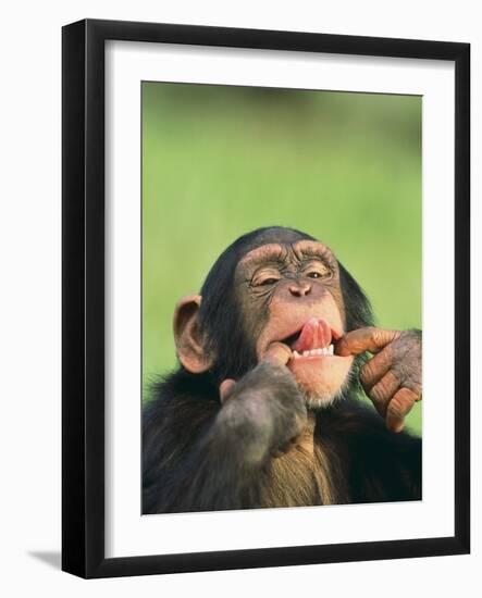 Chimpanzee-null-Framed Photographic Print