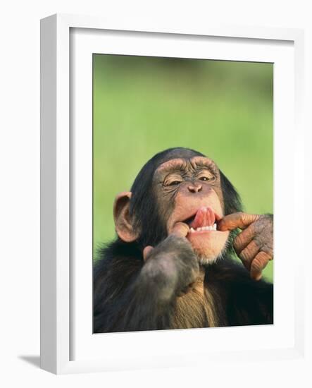 Chimpanzee-null-Framed Photographic Print