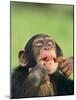 Chimpanzee-null-Mounted Photographic Print