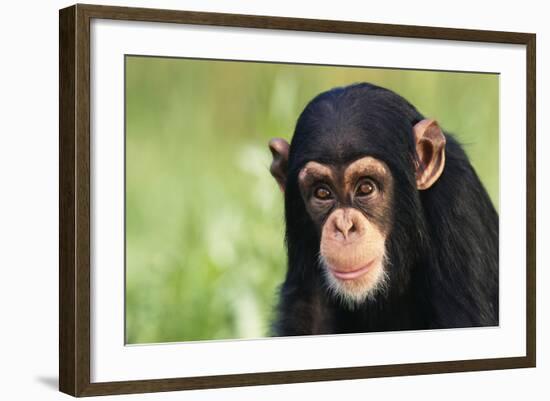 Chimpanzee-DLILLC-Framed Photographic Print