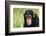 Chimpanzee-DLILLC-Framed Photographic Print