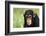 Chimpanzee-DLILLC-Framed Photographic Print