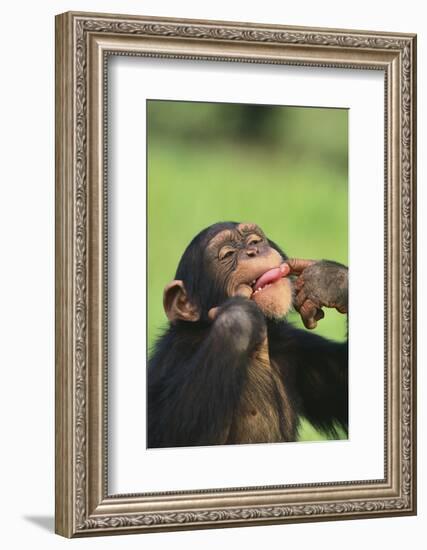 Chimpanzee-DLILLC-Framed Photographic Print