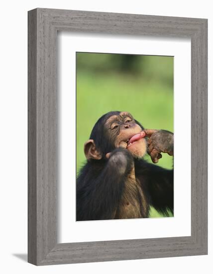 Chimpanzee-DLILLC-Framed Photographic Print