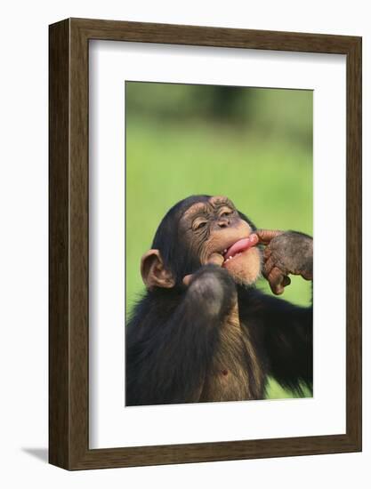 Chimpanzee-DLILLC-Framed Photographic Print