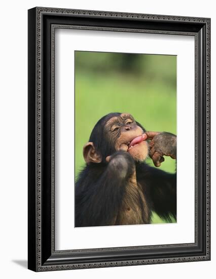 Chimpanzee-DLILLC-Framed Photographic Print