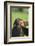 Chimpanzee-DLILLC-Framed Photographic Print