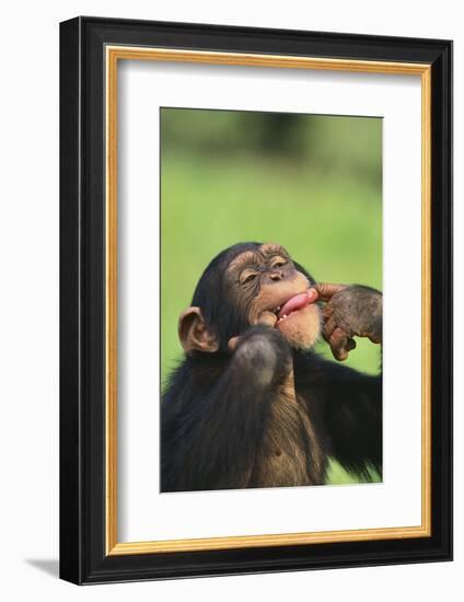 Chimpanzee-DLILLC-Framed Photographic Print