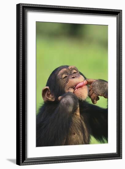 Chimpanzee-DLILLC-Framed Photographic Print