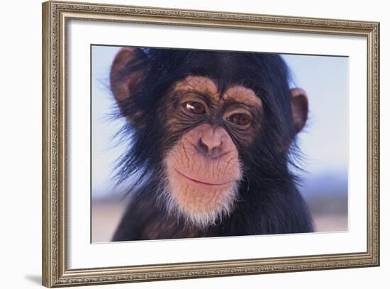 Chimpanzee-DLILLC-Framed Photographic Print