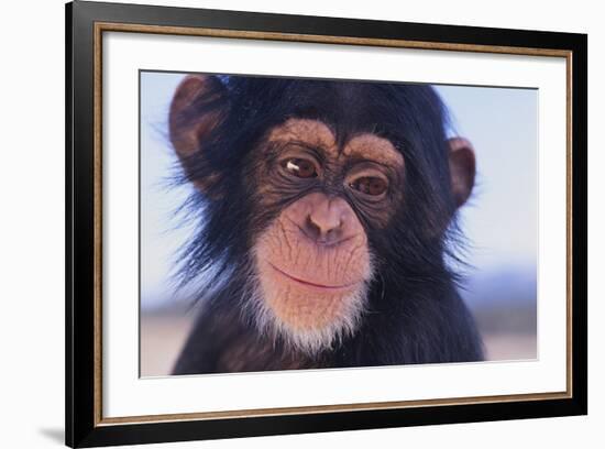 Chimpanzee-DLILLC-Framed Photographic Print