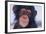 Chimpanzee-DLILLC-Framed Photographic Print