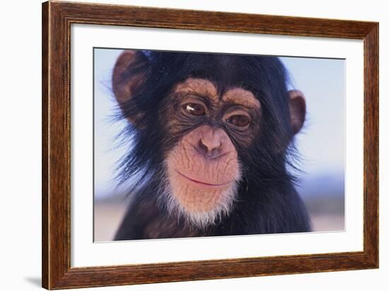 Chimpanzee-DLILLC-Framed Photographic Print