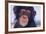 Chimpanzee-DLILLC-Framed Photographic Print