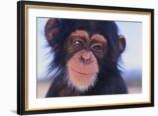 Chimpanzee-DLILLC-Framed Photographic Print