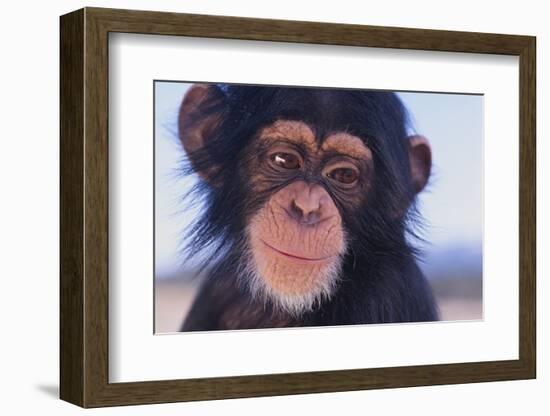 Chimpanzee-DLILLC-Framed Photographic Print