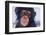 Chimpanzee-DLILLC-Framed Photographic Print