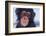 Chimpanzee-DLILLC-Framed Photographic Print